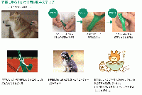 フロントラインプラス | 中型犬用 | 体重10〜20kg | 3本入