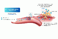 オンシオール10mg (5-10kg) 28錠 小型犬用
